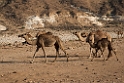Dromedar.20151120_3379