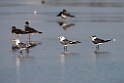 Great Crested Tern.20151116_2923