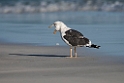 Heuglin's Gull.20151116_2987