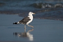 Heuglin's Gull.20151116_2989