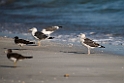 Heuglin's Gull.20151116_2993