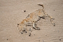 Hund.20151115_3447