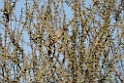 Hypocolius.20151118_3047
