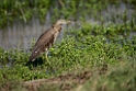 INdian Pond Heron.20151120_3244