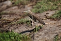 Indian Pond Heron.20151120_3237