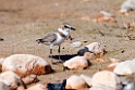 Lesser sand plover.20151114_2715