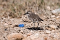 Lesser sand plover.20151115_3009