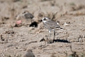 Lessser sand plover.20151115_3023