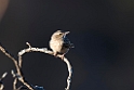Long-billed Pipit.20151116_2815