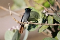 Paradise flycatcher.20151116_2820
