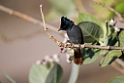 Paradise flycatcher.20151116_2823