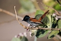 Paradise flycatcher.20151116_2827