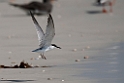 Saunders's Tern.20151120_3280