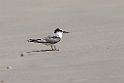 Saunders's Tern.20151120_3288