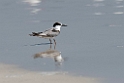 Saunders's Tern.20151120_3297