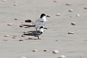 Saunders's Tern.20151120_3301