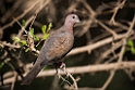 Senegaldue.20151117_2740