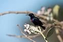 Shinning Sunbird.20151116_2831