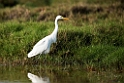 Yellow-billed Egret.20151117_2796