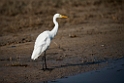 Yellow-billed egret.20151117_2789
