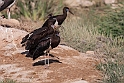 Abdims stork.20181121_0480