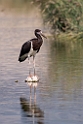Abdims stork.20181121_0536