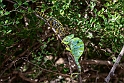 Cameleon.20181120_0746