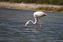 Flamingo.20181120_0868