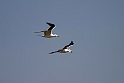 Great crested tern.20181120_0832