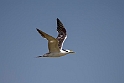 Greater crested tern.20181120_0856