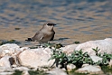 Little pratincole.20181122_1410