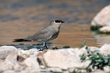 Little pratincole.20181122_1419