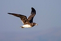Sooty gull.20181118_1015