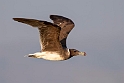 Sooty gull.20181118_1020