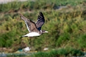 Sooty gull.20181118_1033