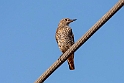 Stendrossel.20181119_0930