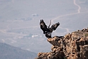 Verreaux's eagle.20181119_0960