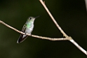 Blue-chested Hummingb ird_PAN0400