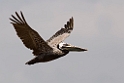 Brown Pelican_PAN0780