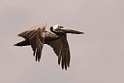 Brown Pelican_PAN0781