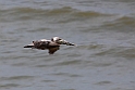 Brown Pelican_PAN0784