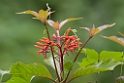 Cana-blomst_PAN0646