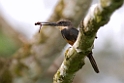 Dusky-backed Jacamar_PAN0462