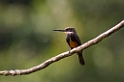 Dusky-backed Jacamar_PAN0479