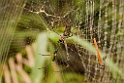Edderkop01_PAN0035