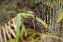 Edderkop1_PAN0031