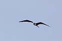 Frigatebird_PAN0815