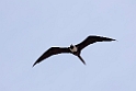 Frigatebird_PAN0843