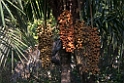 Gamboa-Palmenødder_PAN0049