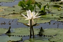 Gamboa-blomst_PAN0055